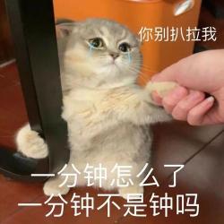 抖音五只猫摇头表情包使用指南