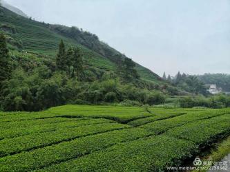 茶山竹海：重庆永川的天然氧吧与国际象棋队集训基地