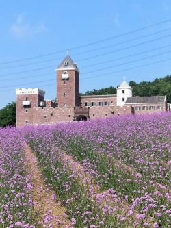 薰衣草庄园，杨家峪的农业体验胜地，感受多元农业魅力