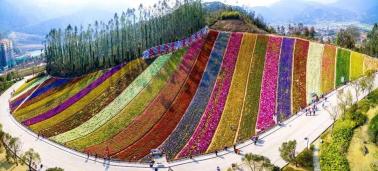 十里蓝山景区：赏花海寻梦，享山水假期