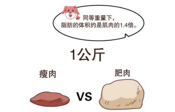 减脂攻略：如何科学有效地减掉脂肪？