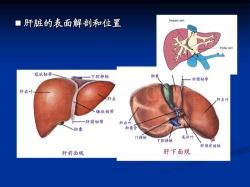 自免肝的诊断与治疗：从临床症状到影像学检查