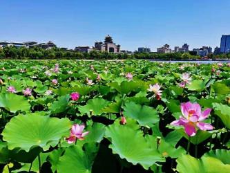 莲花公园：城市中的绿洲，休闲放松的好去处