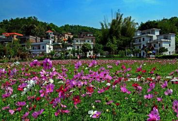 探访广州市花都区红山村：四季美景如画的乡村