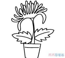 菊花简笔画教程：一步步教你画出美丽的菊花