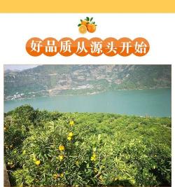 奉节脐橙：三峡之滨的甜蜜瑰宝，品质卓越，口感绝佳