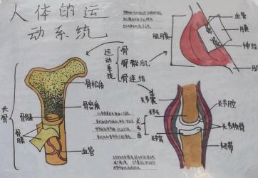 五脏六腑详解：人体器官的奥秘