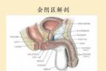 括约肌是什么梗：肛门内、外括约肌的区别与症状详解