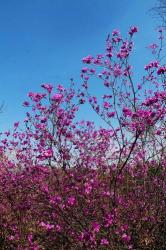 东北岫岩千亩映山红：早春迎春之花的壮观盛宴（附映山红图片）