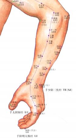 手太阴肺经的准确位置和走向：守护您的呼吸健康