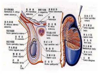 睾丸疾病：症状、原因与治疗方法