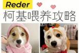 小奶狗怎么喂养？新生幼犬喂养指南