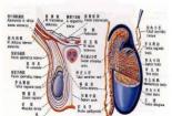 睾丸疾病：症状、原因与治疗方法