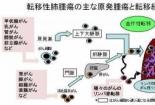 肺癌晚期能活几年？揭秘影响因素，科学治疗延长生命