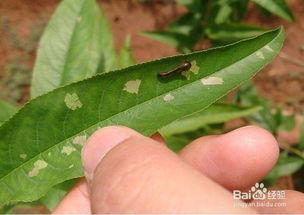 轻松消灭鼻涕虫：家庭常用方法与技巧