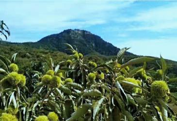 罗田板栗：大别山的明珠，鲜甜美味走向世界