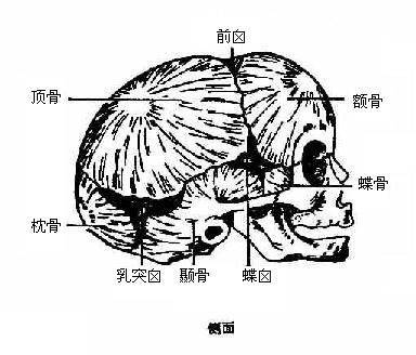 蝶骨：颅内的优雅支撑与精准定位器