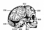 蝶骨：颅内的优雅支撑与精准定位器