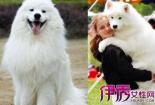 萨摩耶犬怎么训练：黄金期培养方法与日常训练技巧