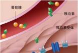 生活调整与饮食秘诀：预防老年痴呆的全方位指南