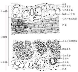 人体组织是什么意思：详解软组织及其重要性