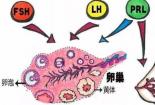 FSH：女性生殖健康的守护者