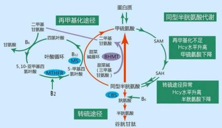 同型半胱氨酸高是怎么回事：揭秘背后的遗传、营养与肾功能因素