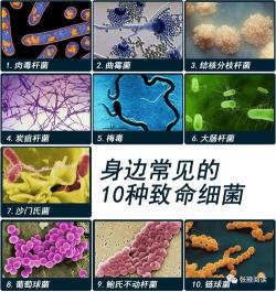 氯霉素的全方位作用：抗击细菌、抑制病毒，守护人类健康