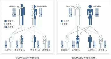 强直性脊柱炎是否会遗传？解析遗传规律与风险