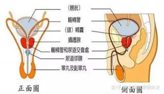 射精快的原因与解决方法：全面解析男性健康问题