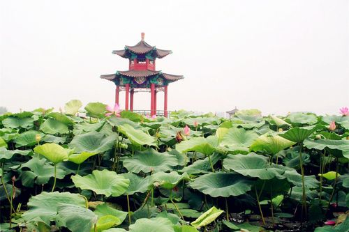 白洋淀一日游：探访荷花仙境，领略水乡风情