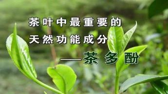 茶叶的功能：减肥、提神、降三高，还有防癌抗癌的效果