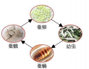 作茧自缚：从自然现象到人生智慧的演变