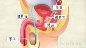 前列腺的位置：男性盆腔底部的关键小器官