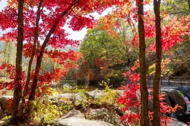 发现本溪老边沟的四季之美：红叶、山花与诗意的风景