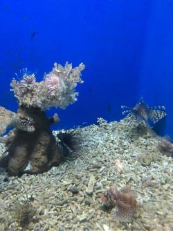 北海海洋之窗：探秘海洋生物，领略水族奇观