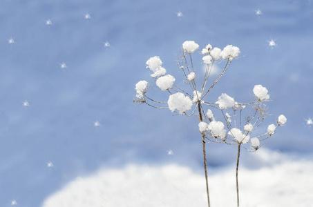 十二月：雪花与音乐的魔法时刻