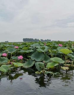 探访辽宁省珍珠湖：千亩荷花盛开，独特湿地体验等你来