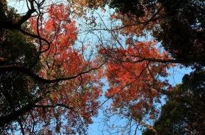 同安流枫溪：秋冬时节红叶飘落的风景胜地