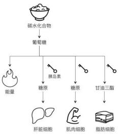 什么是碳水化合物？了解碳水化合物的食物来源与减肥影响