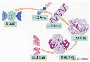 核糖体：细胞内的重要大分子