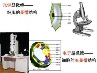 显微镜观察：光学与电子显微镜下的细胞结构探索