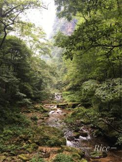 金鞭溪：张家界森林公园的金鞭大峡谷之旅