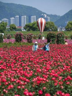 玫瑰公园：北京西城区的玫瑰花海，与美国友好城市的友谊象征