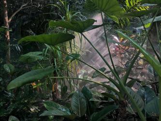 厦门园林植物园：万石之园，热带雨林之旅